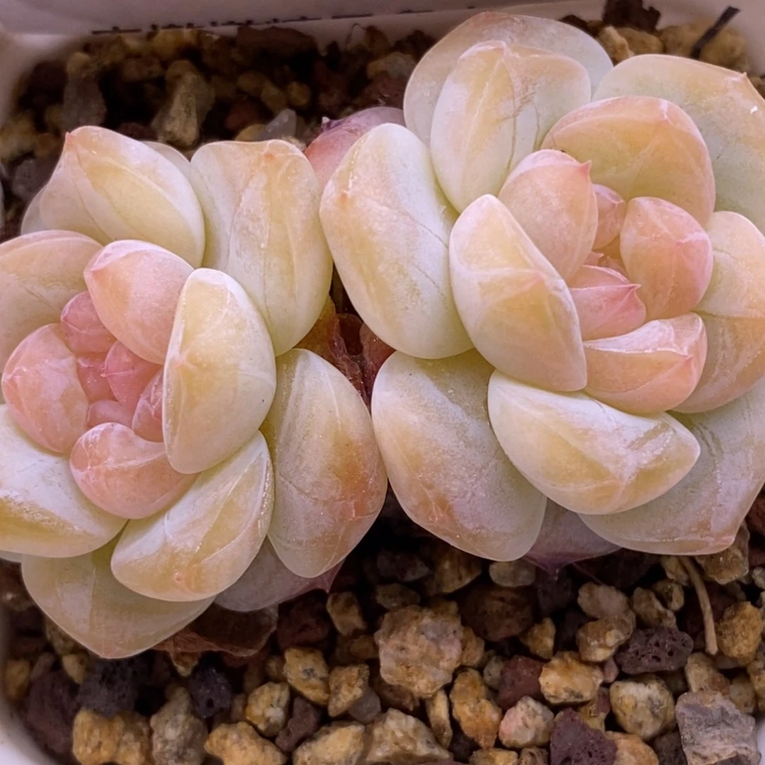 【闪购商品】15-147