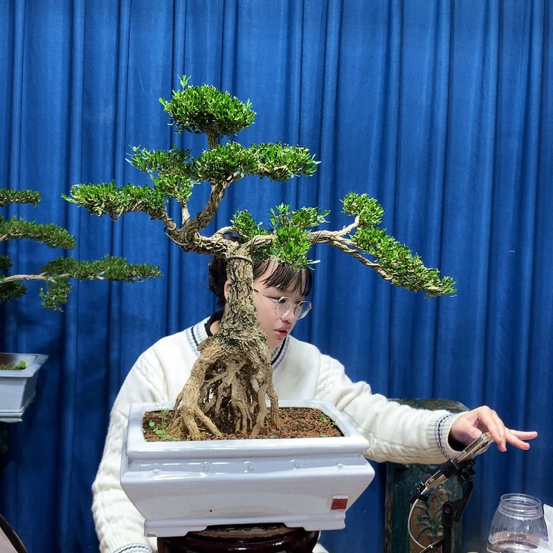 无花朵黄杨盆景一物一拍