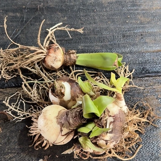 5号杂交开花无售后开盲盒