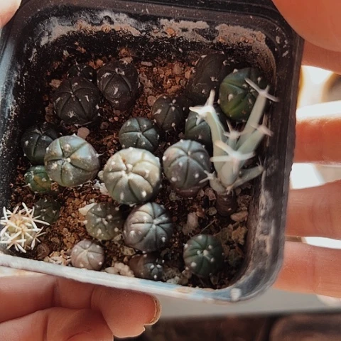 当前无花栽培后可以开花497仙人球