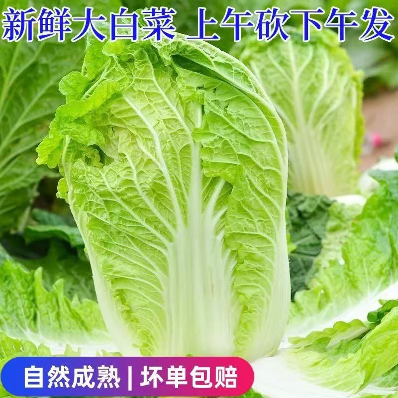 河南开封新鲜白菜农户自种现砍现发地里直发