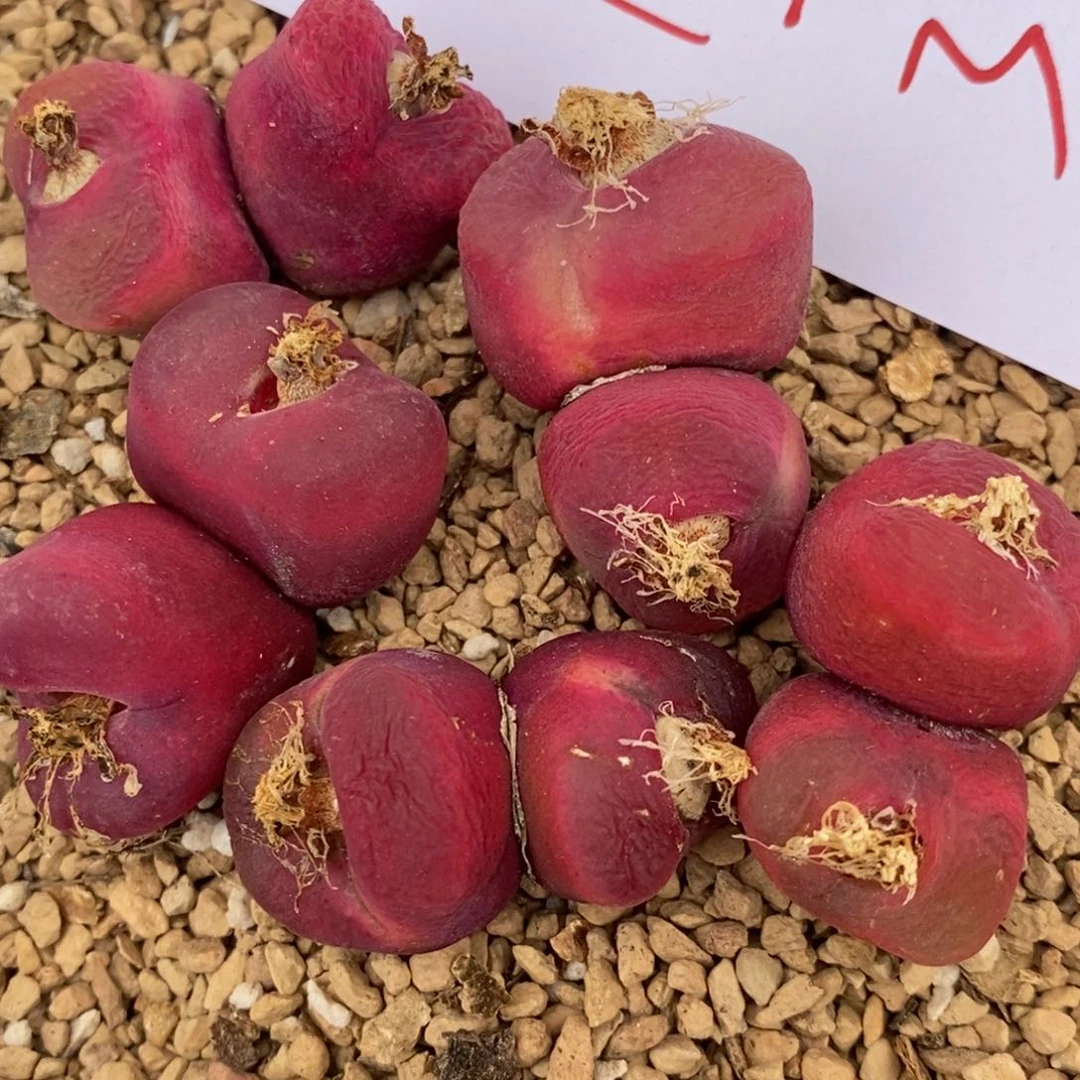 1167红蟠桃双头一组