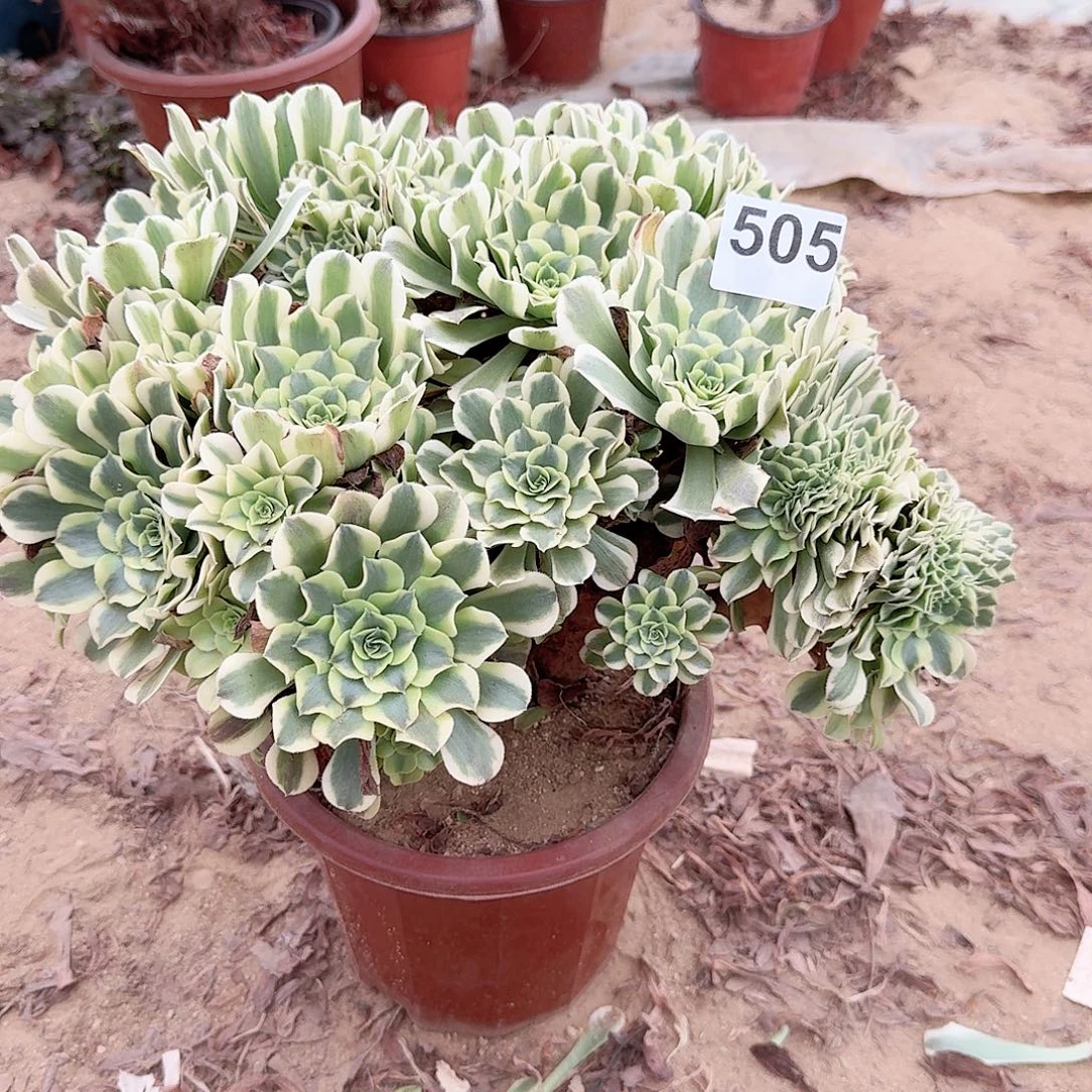 505绿豆莎一颗呀呀
