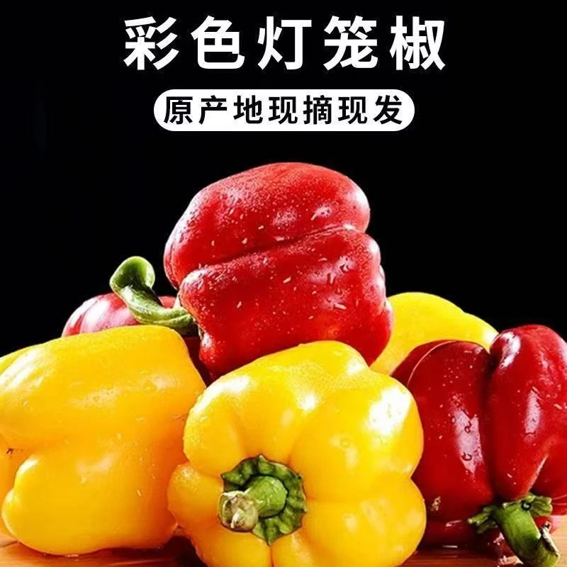 山东新鲜水果五彩椒太空椒甜椒生吃不辣（1-4斤）产地直发柿子椒