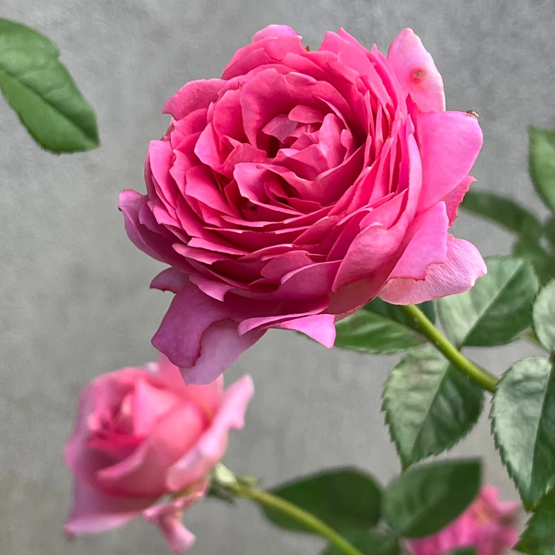 《特拉方特》灌木月季花苗玫红色浓香大花阳台盆栽四季开花