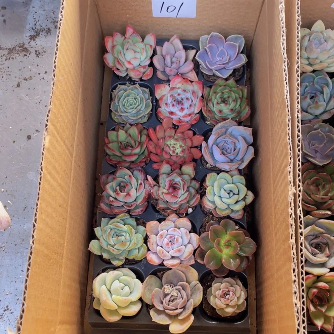 【闪购商品】18颗-101号约3-5厘米