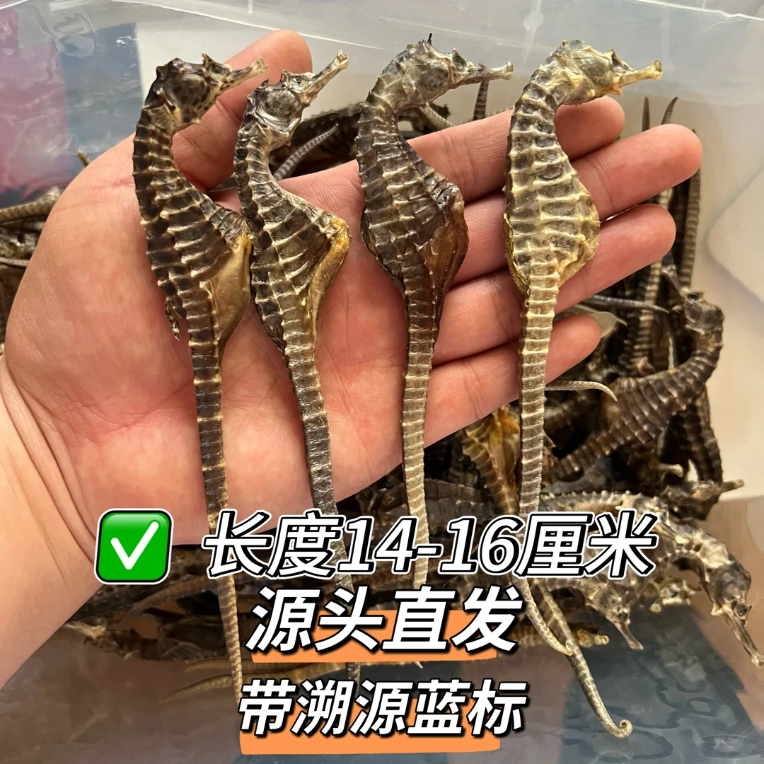 【正品保真】海鱼干馬马生晒足干蓝标溯源 泡酒煲汤料 非中药材