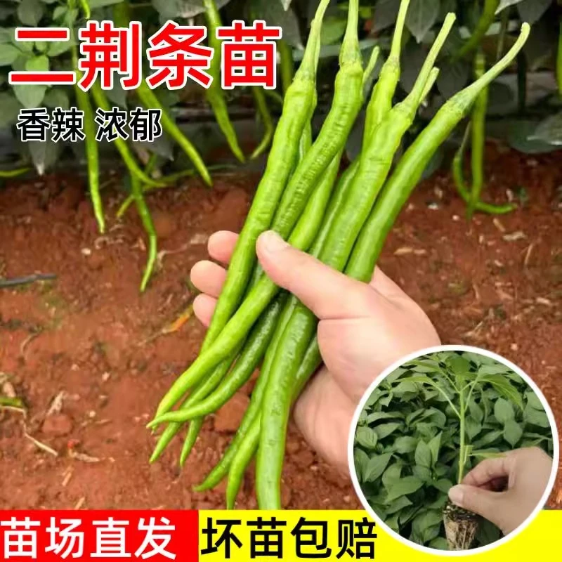 正宗香辣二荆条苗秧四川青红线椒辣椒种子阳台盆栽蔬菜苗四季高产