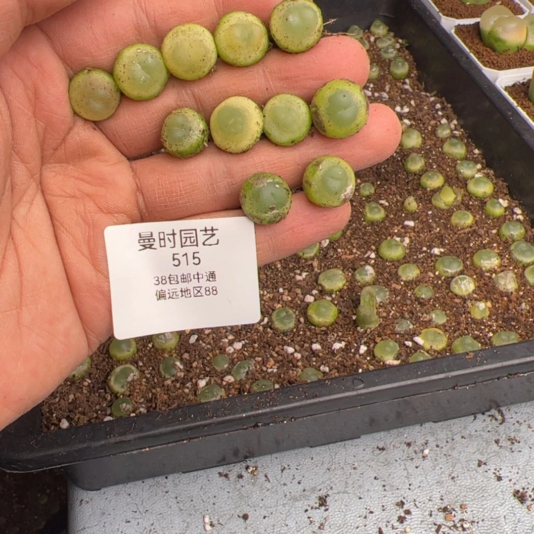 2.11拉登福利多肉515