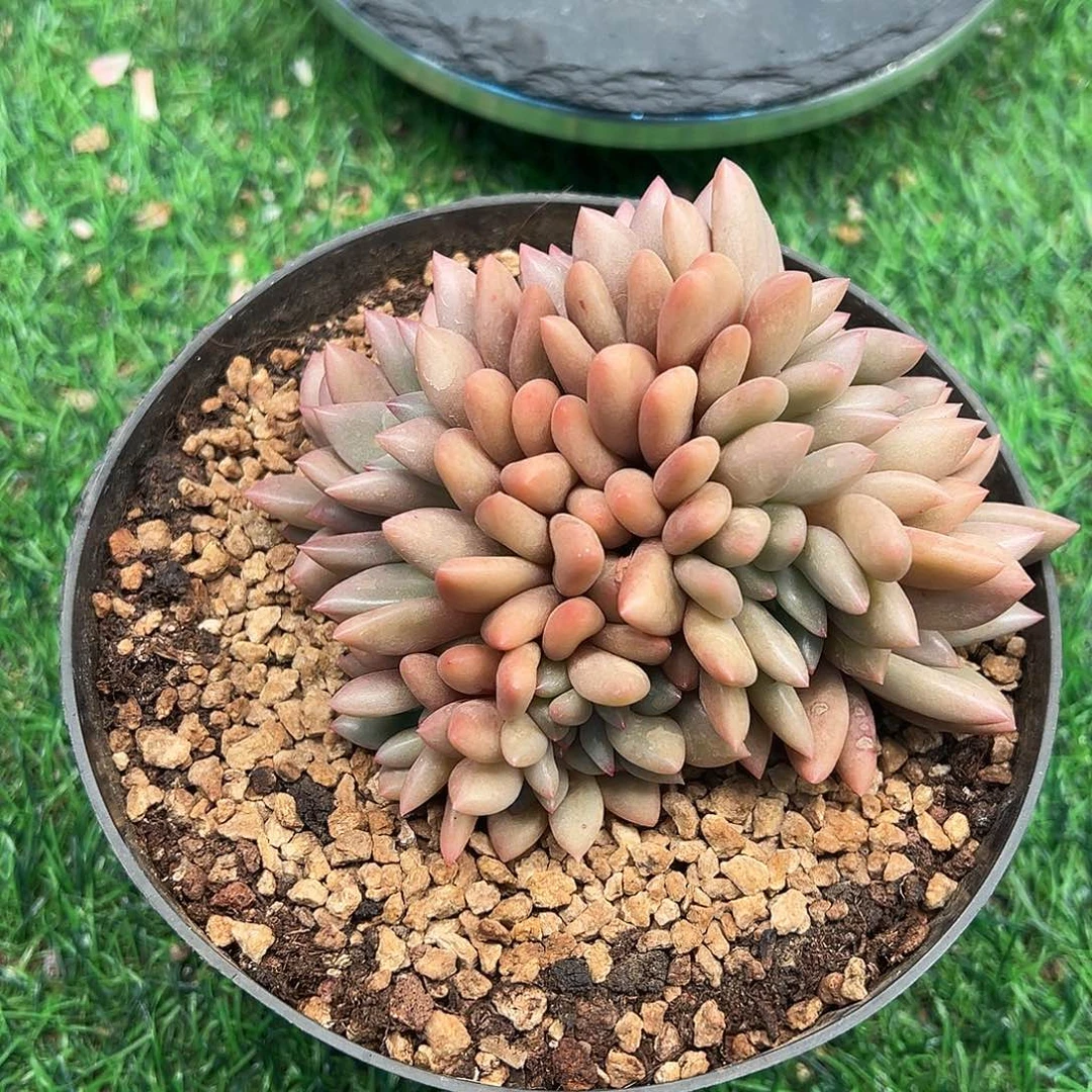 桃花源缀化，元旦快乐
