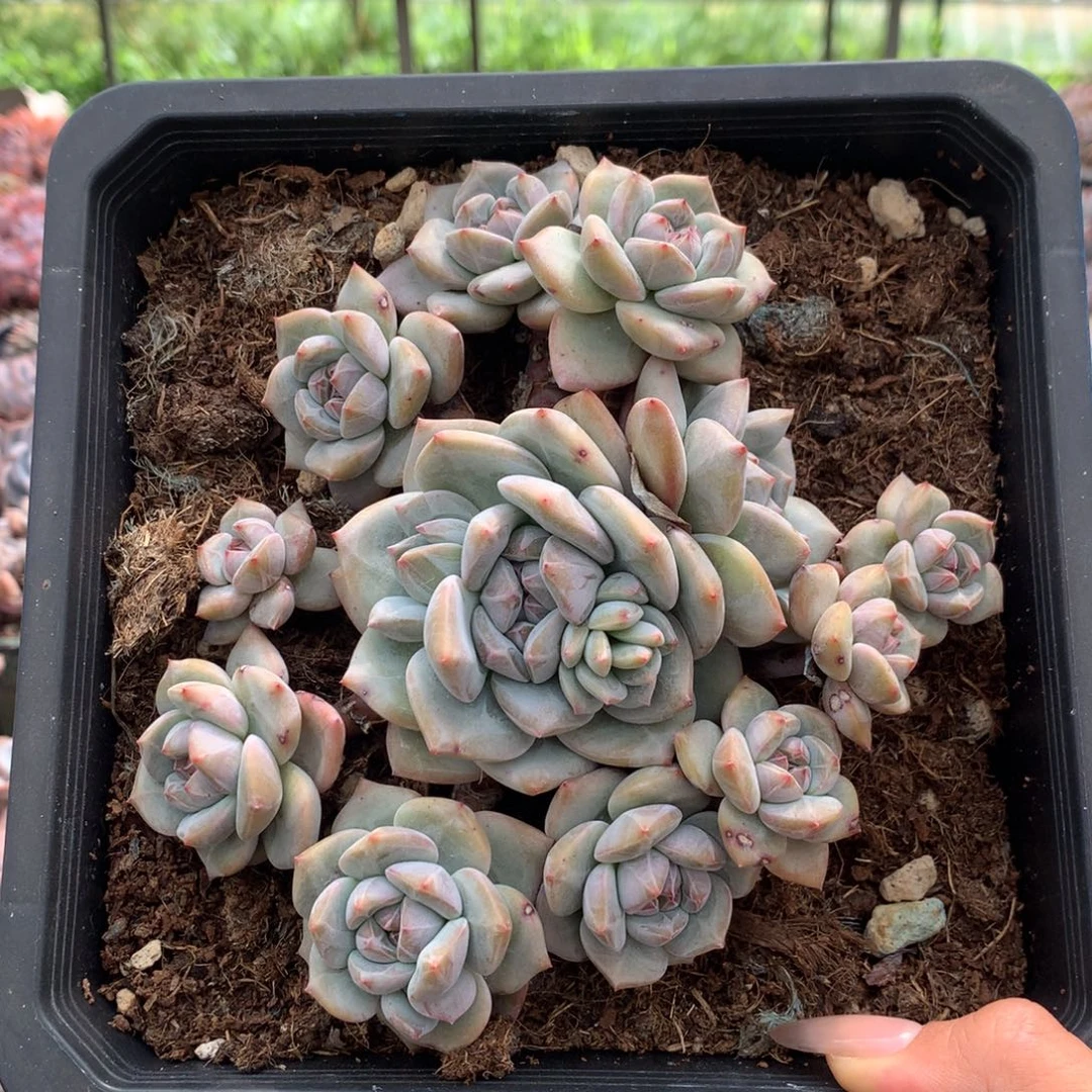 石榴籽无砍绿底紫心