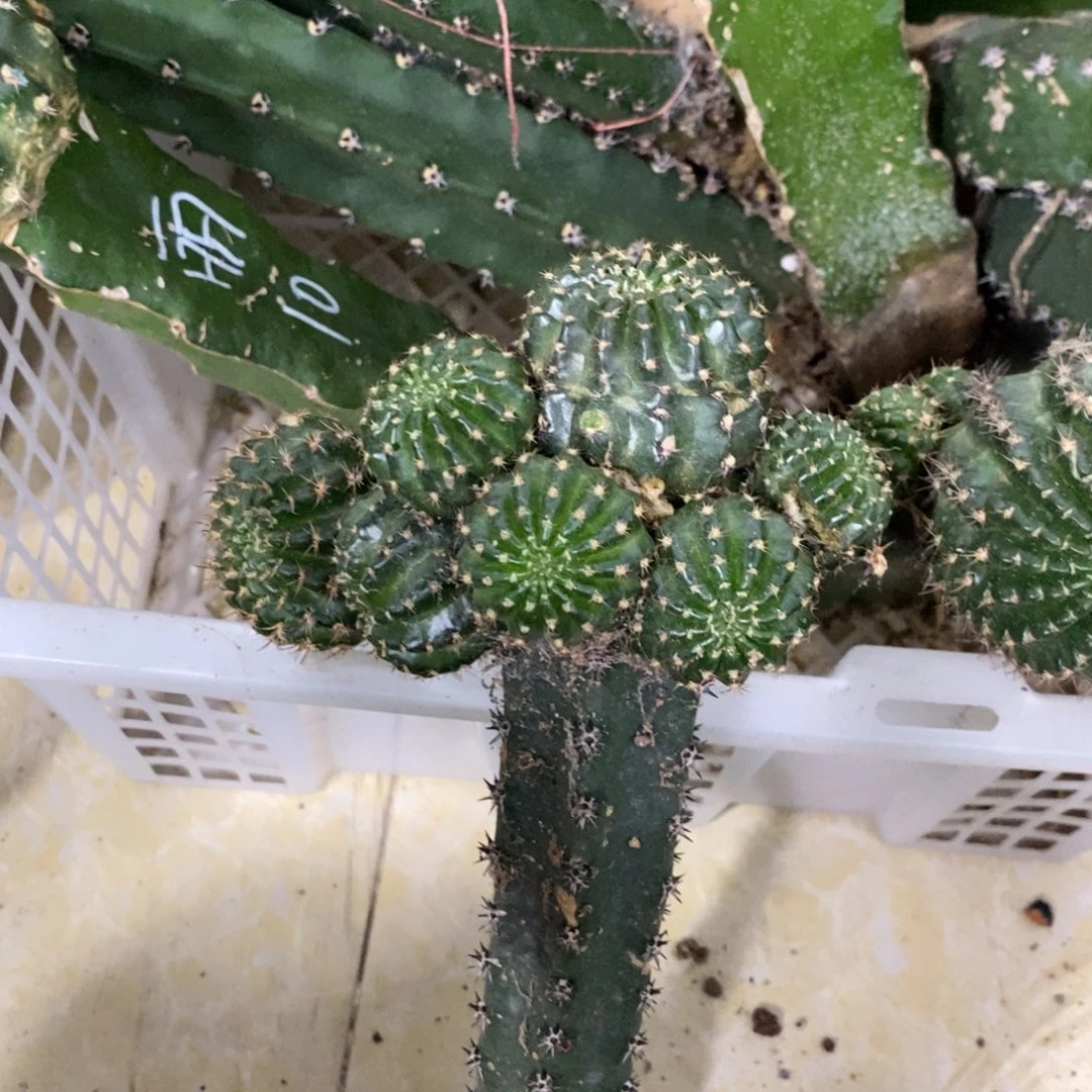 记***空新品丽花L28绣谱母本一物一拍307