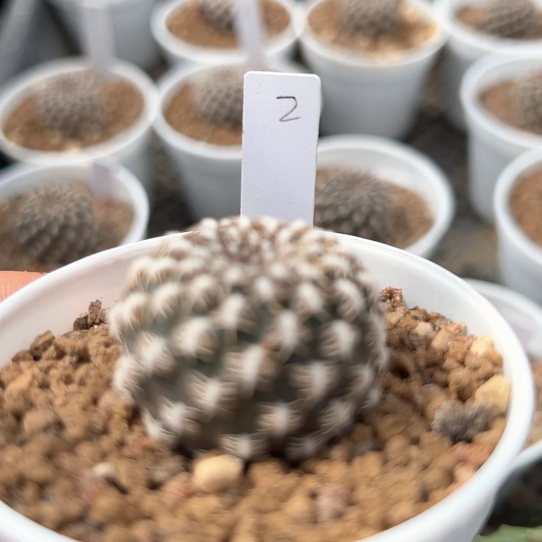 黄环丸，子播实生，仙人球