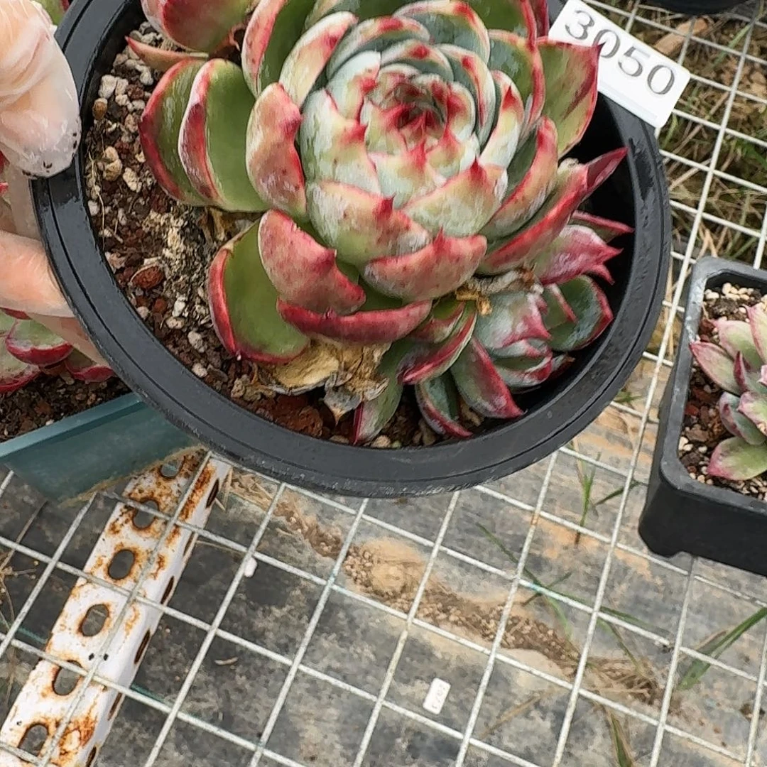 惊鸿仙子 3050........