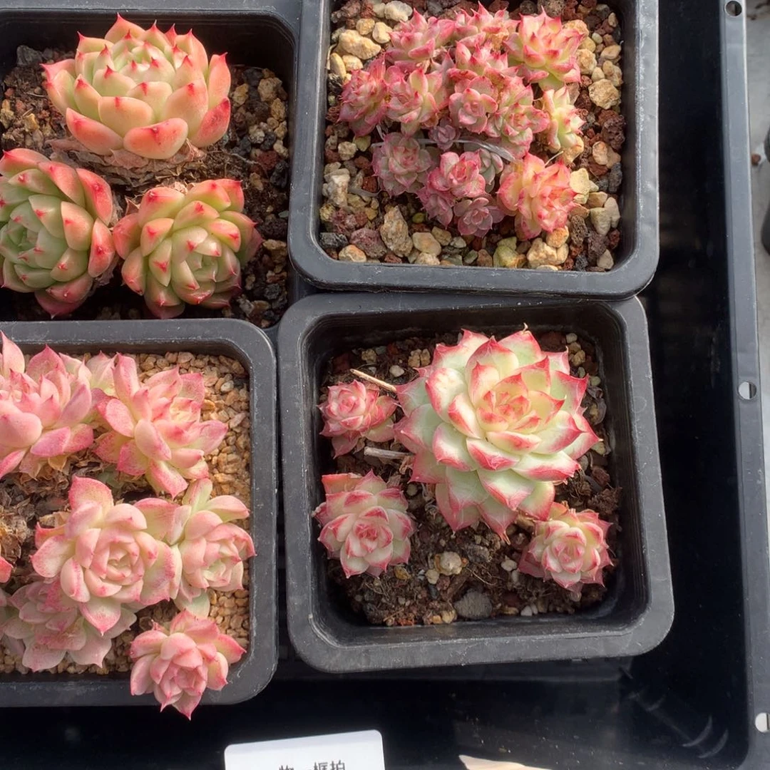 一物一框拍 1203-M02 群生不包整4