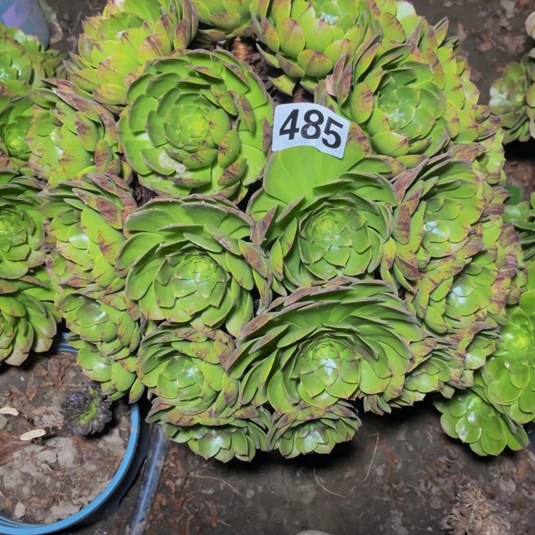 万拉丝14/////40包邮