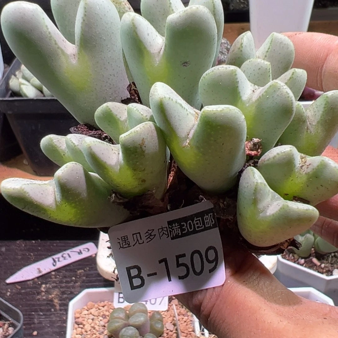 多肉植物111111111111