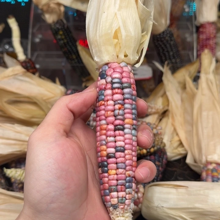 柏香籽/百香籽吊坠用****5