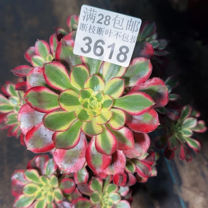 3618冰淇淋多肉植物