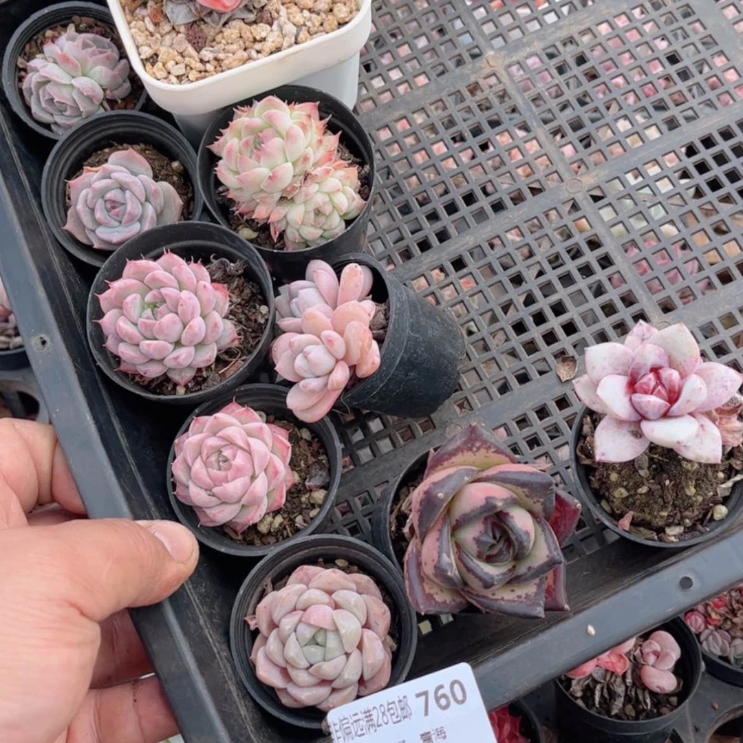 【闪购商品】围*760十颗