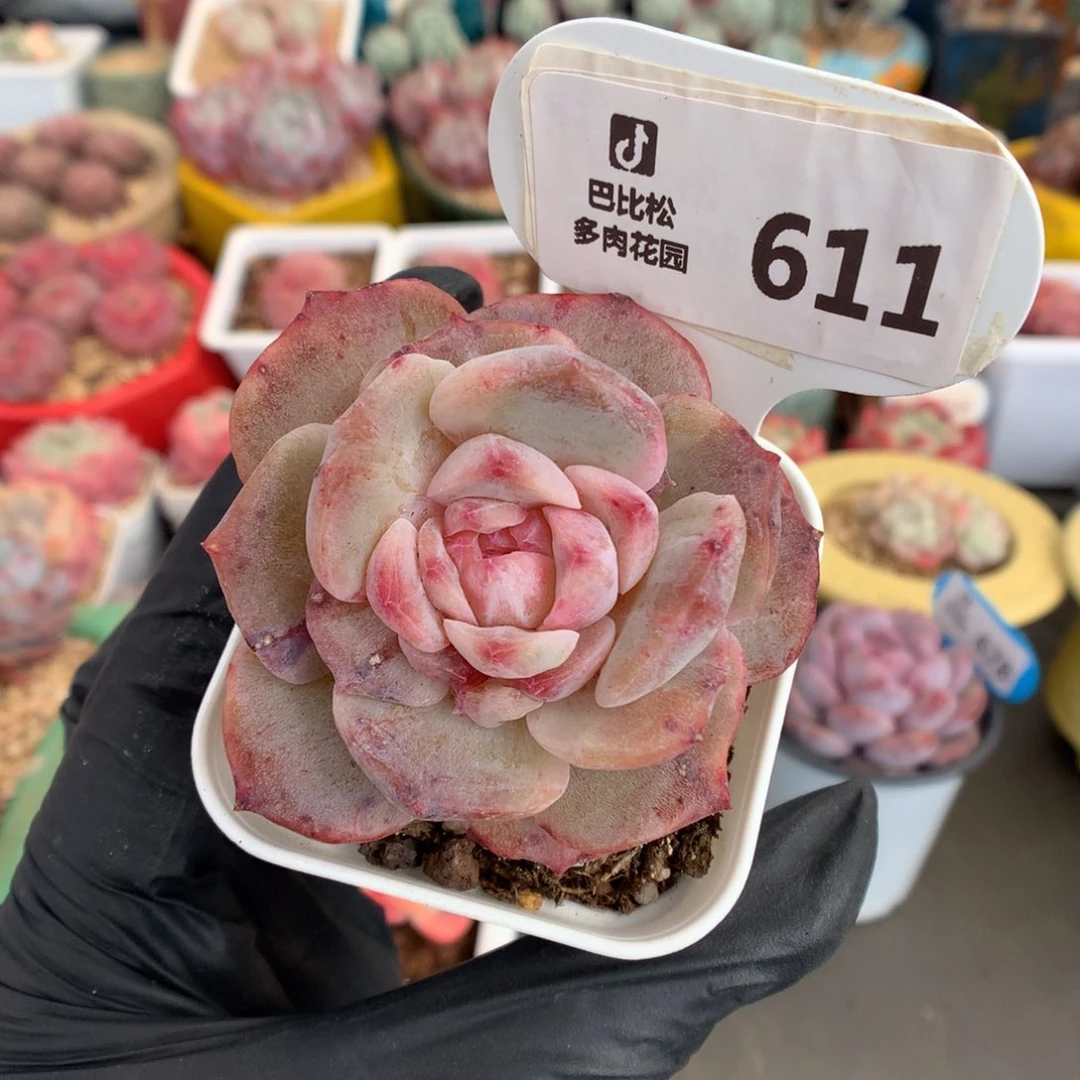 611 粉红糖心石化多肉