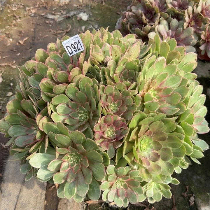 莲花座……多肉植物……