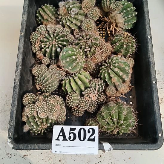 当前无花栽培后可以开花502