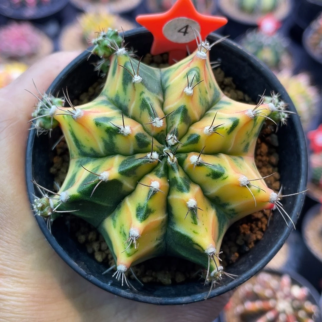 1-4米哈锦6.4厘米