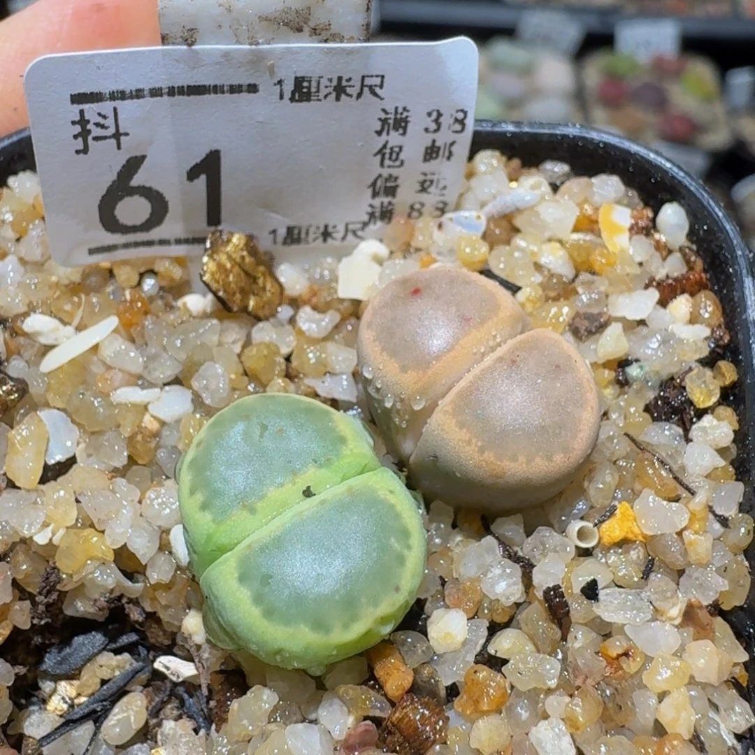 哈***TSssss精品生石花61