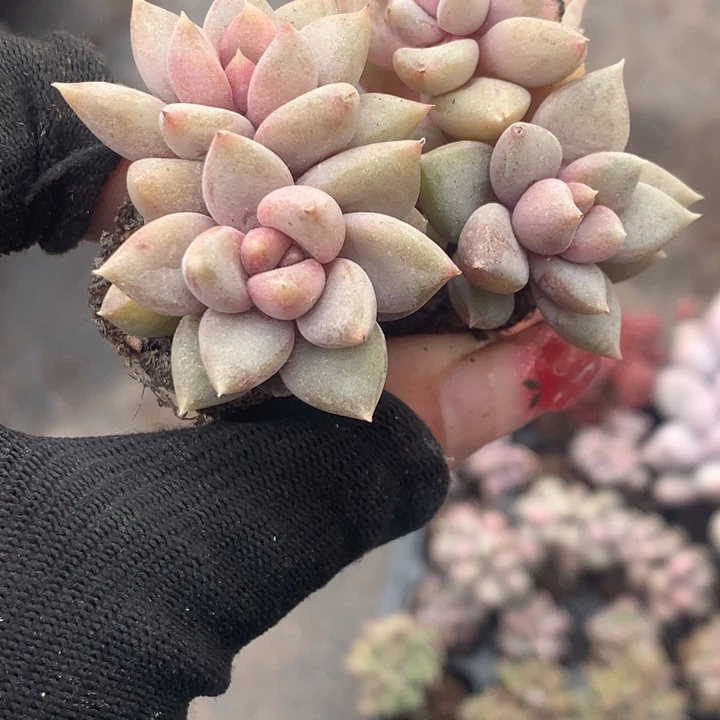 象牙双2颗  （不满9.99发空盆冷地区不拍保温扣3.9多肉）