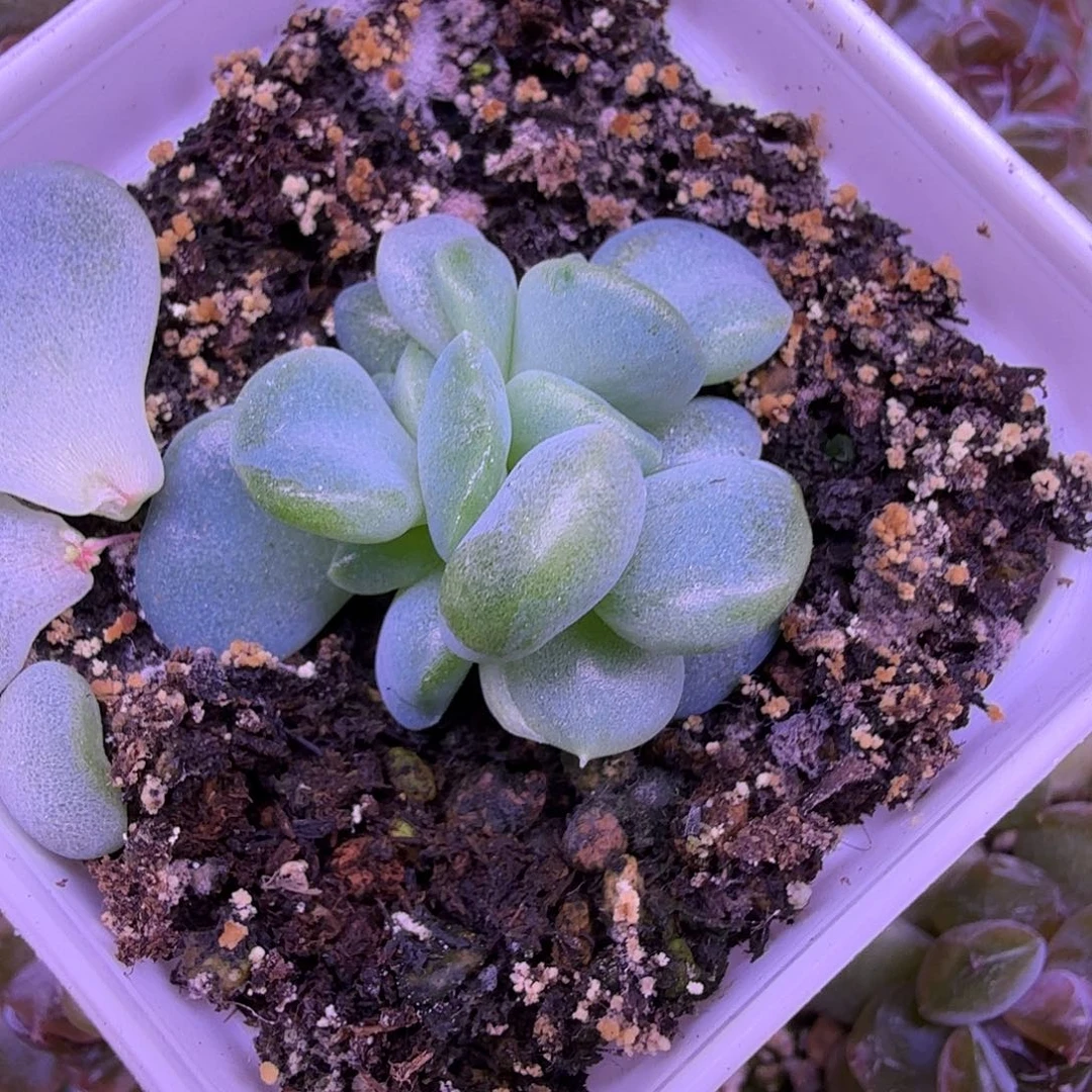 楼兰叶插苗一物一拍