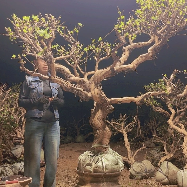 当前无花栽培后可以开花