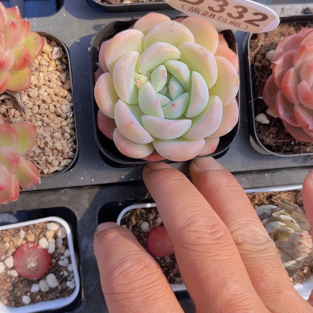 D332珍妮一物一拍