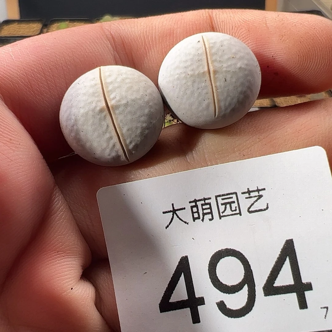 0000494 一物一拍脱土发