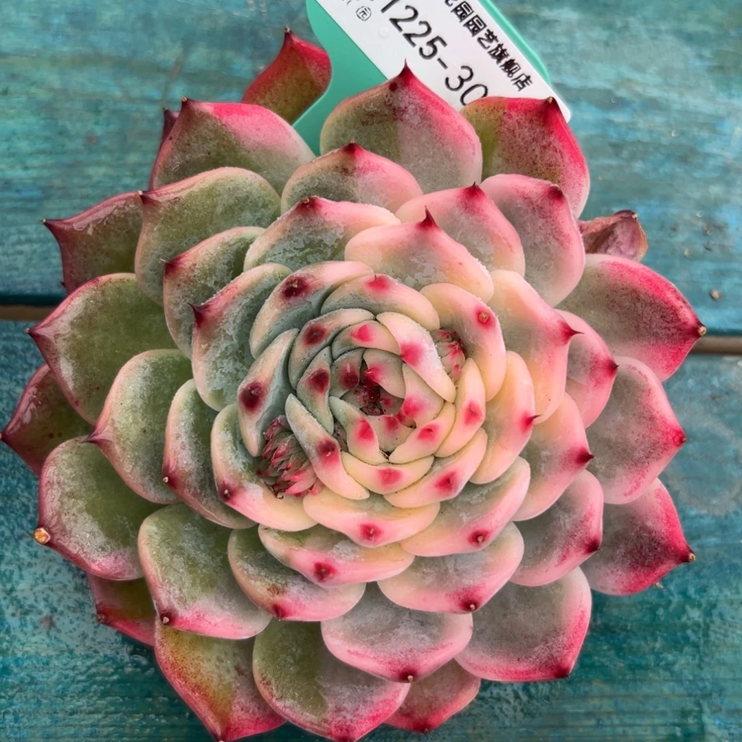 从前慢花园多肉编号1225-308