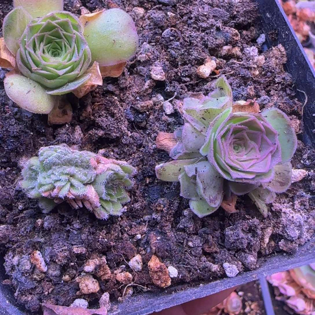嗨****요山地玫瑰11235346767676