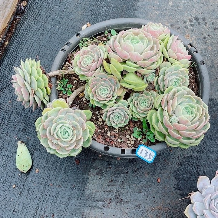 135昂斯诺 一物一拍多肉