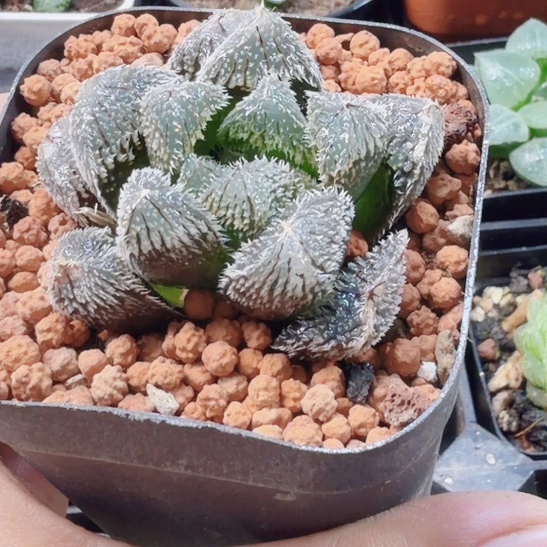 十二卷琅珠新粉福利