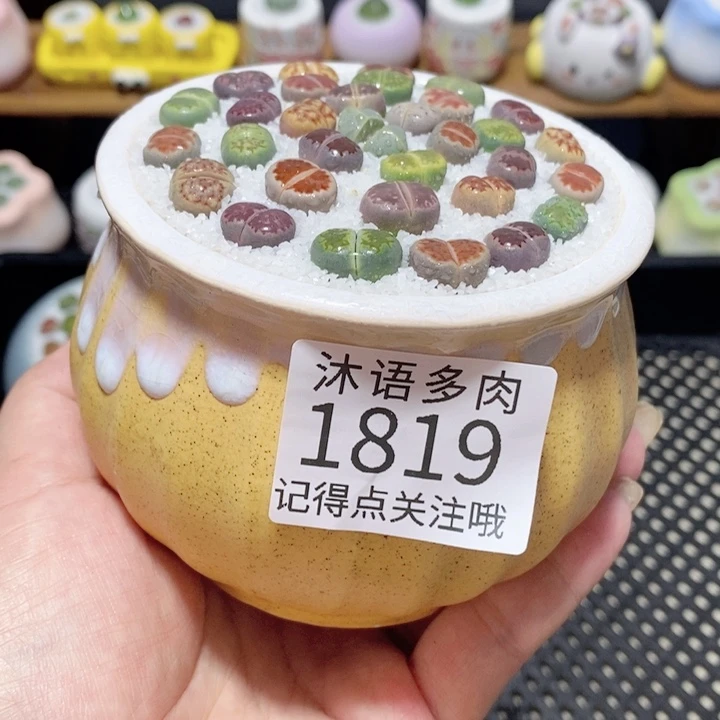 带盆土植物 一物一拍1819