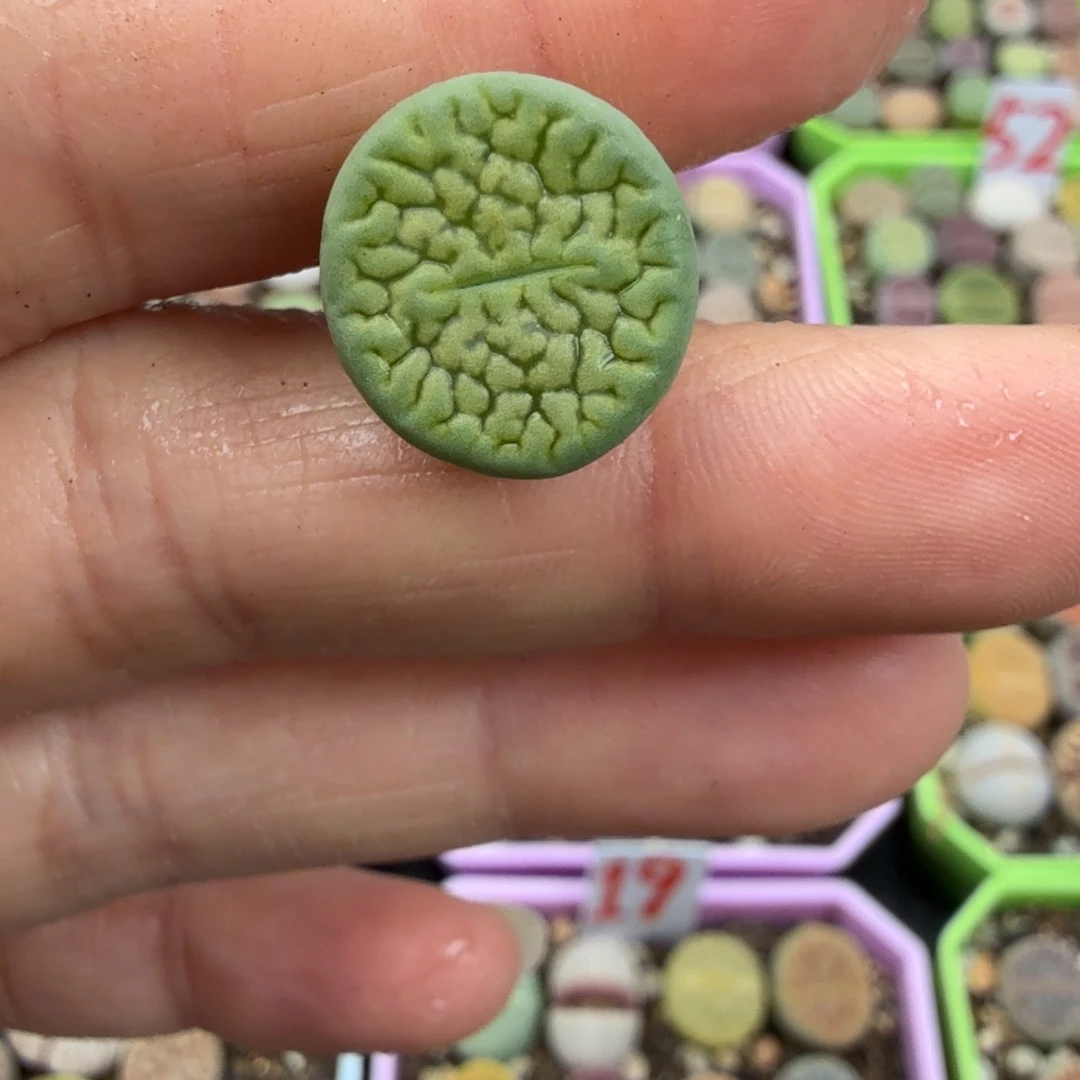 特价绿富贵 1.4cm 脱土