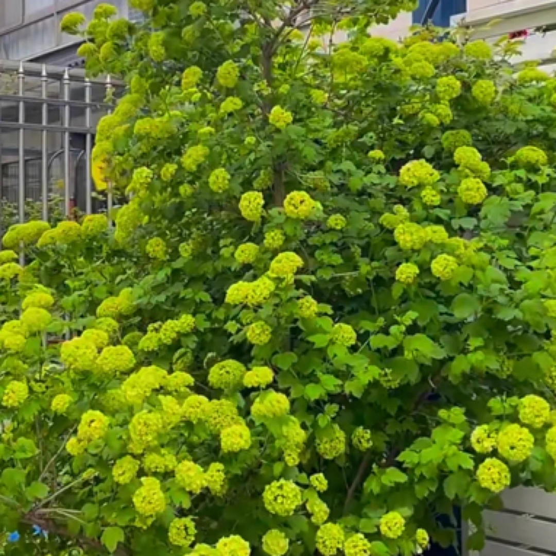 【女神节】欧洲木绣球耐寒东北庭院春花带花苞发货