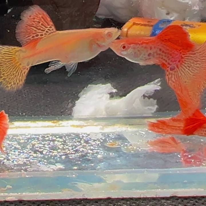 孔雀鱼红蕾丝包缸