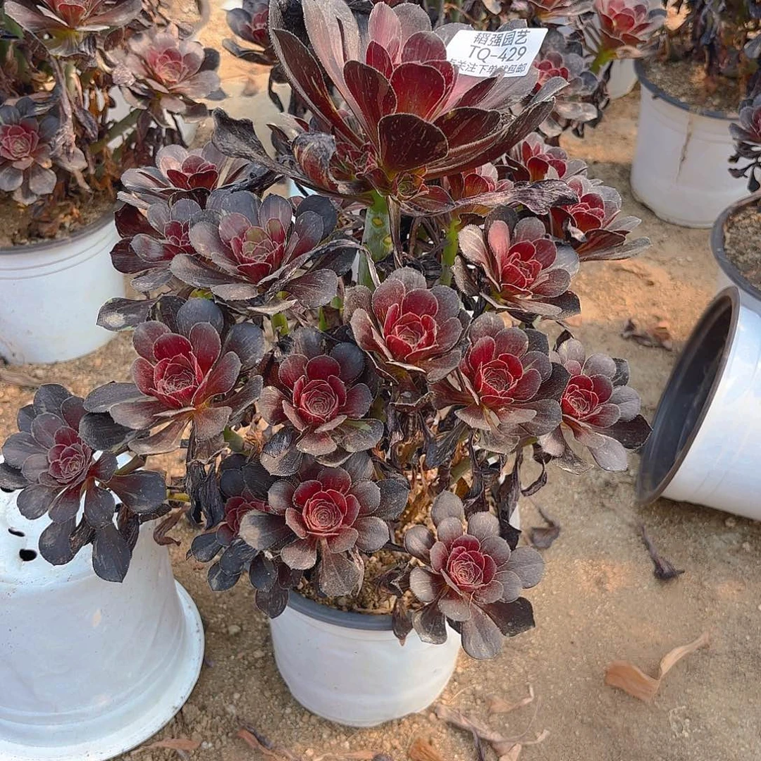 花无缺多肉植物上429