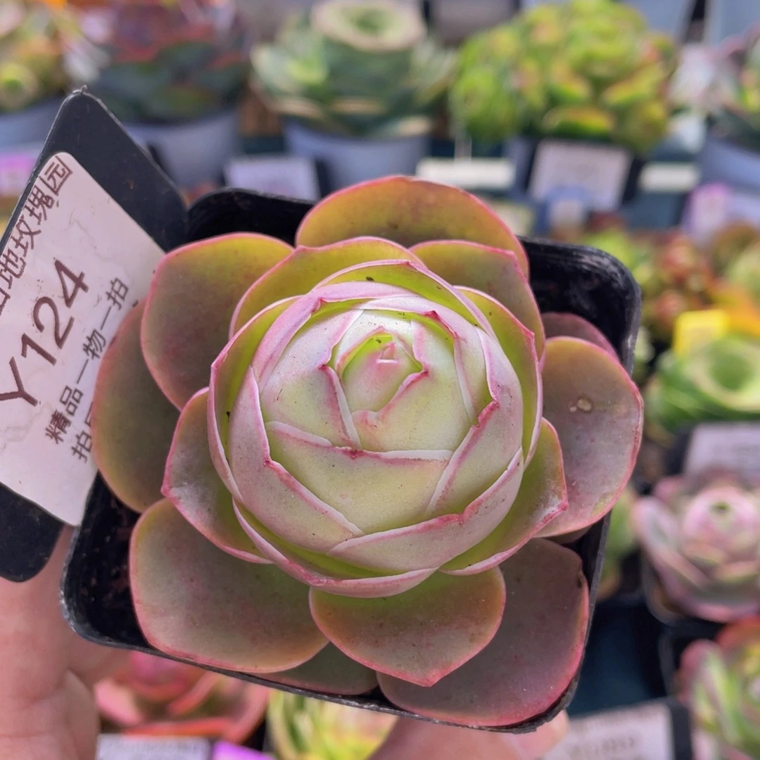 浣纱福利124一物一拍