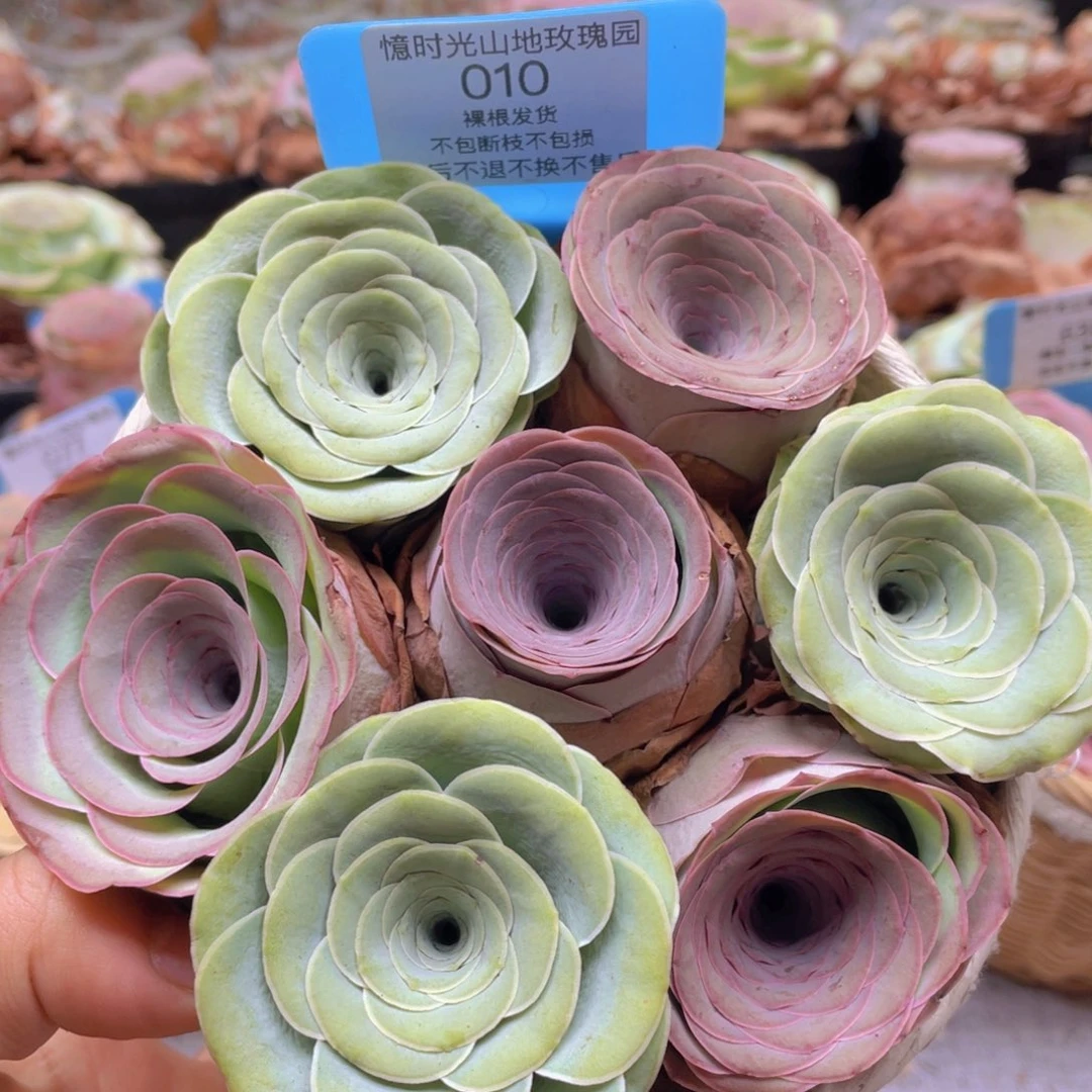 山地玫瑰010裸根发货不售后