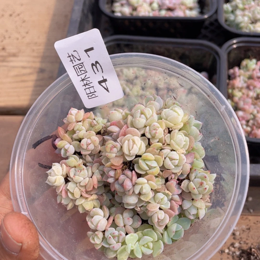 多肉植物多肉植物431