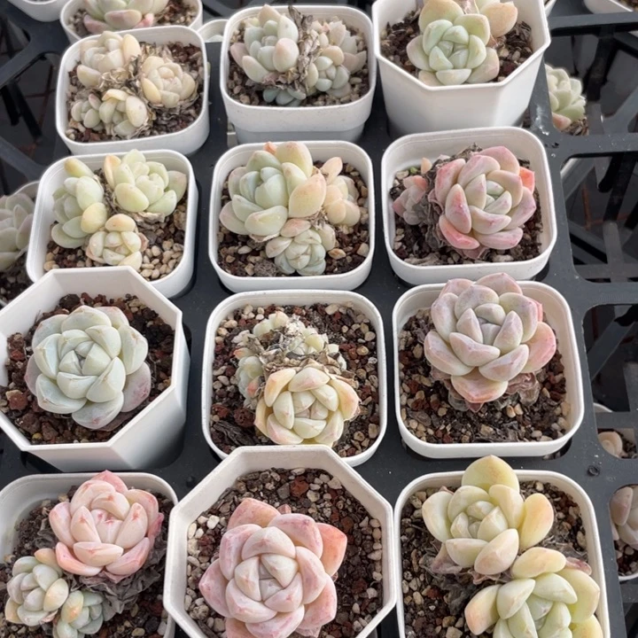 不包整散 盆子不售后1461