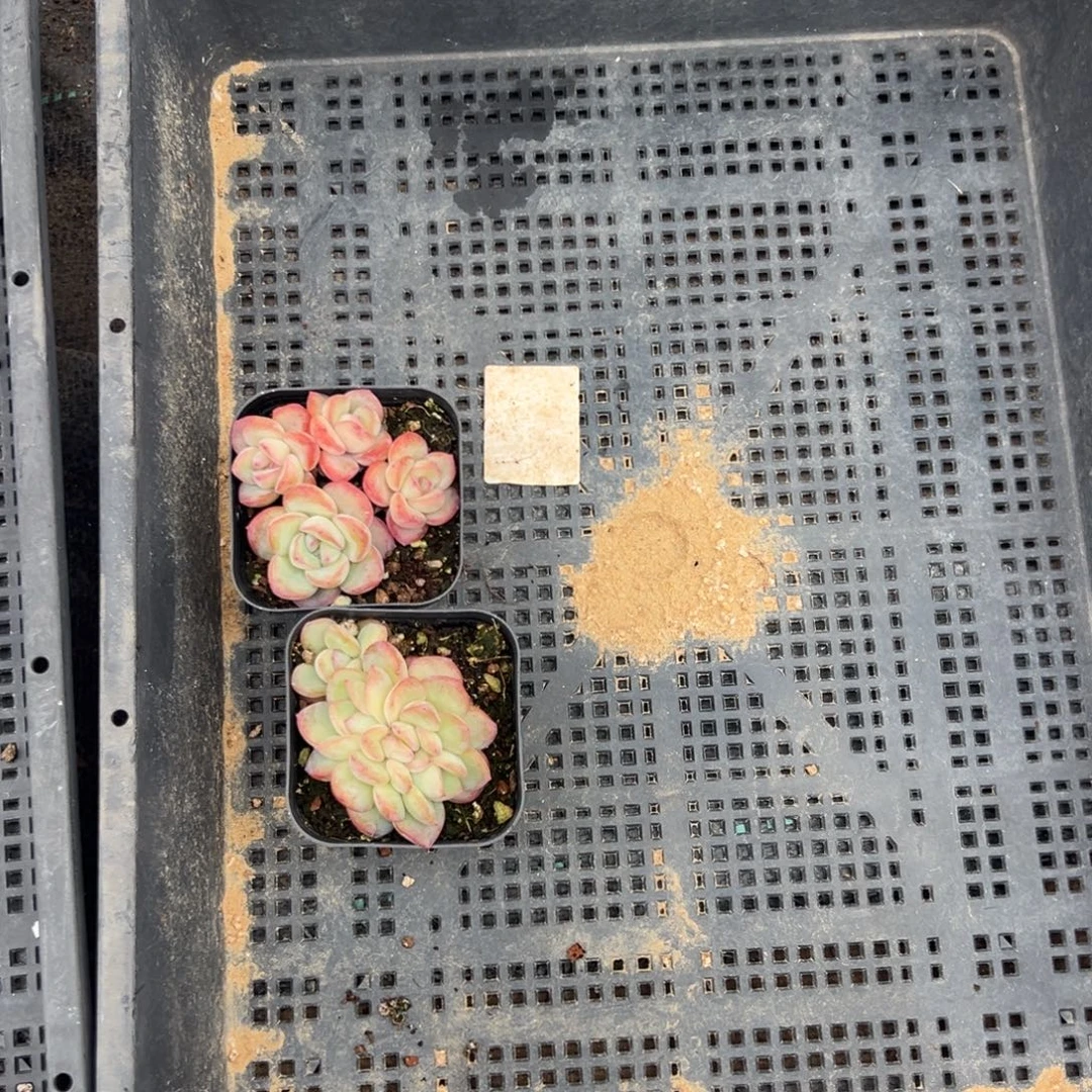 静***心160号泡芙群到手两颗 有一颗散群 一物一拍