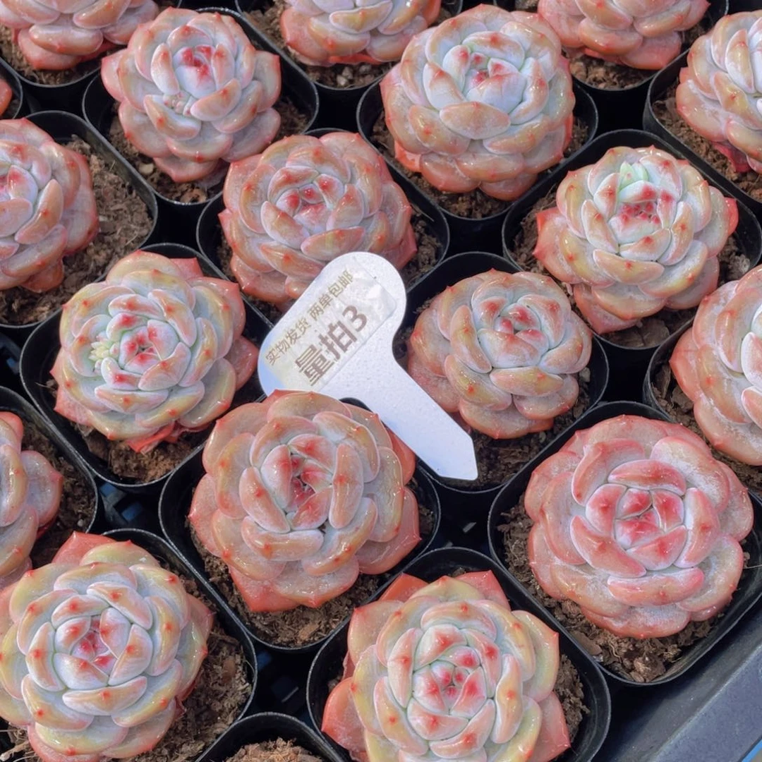 量拍3号 紫皮石榴籽星影单头两个