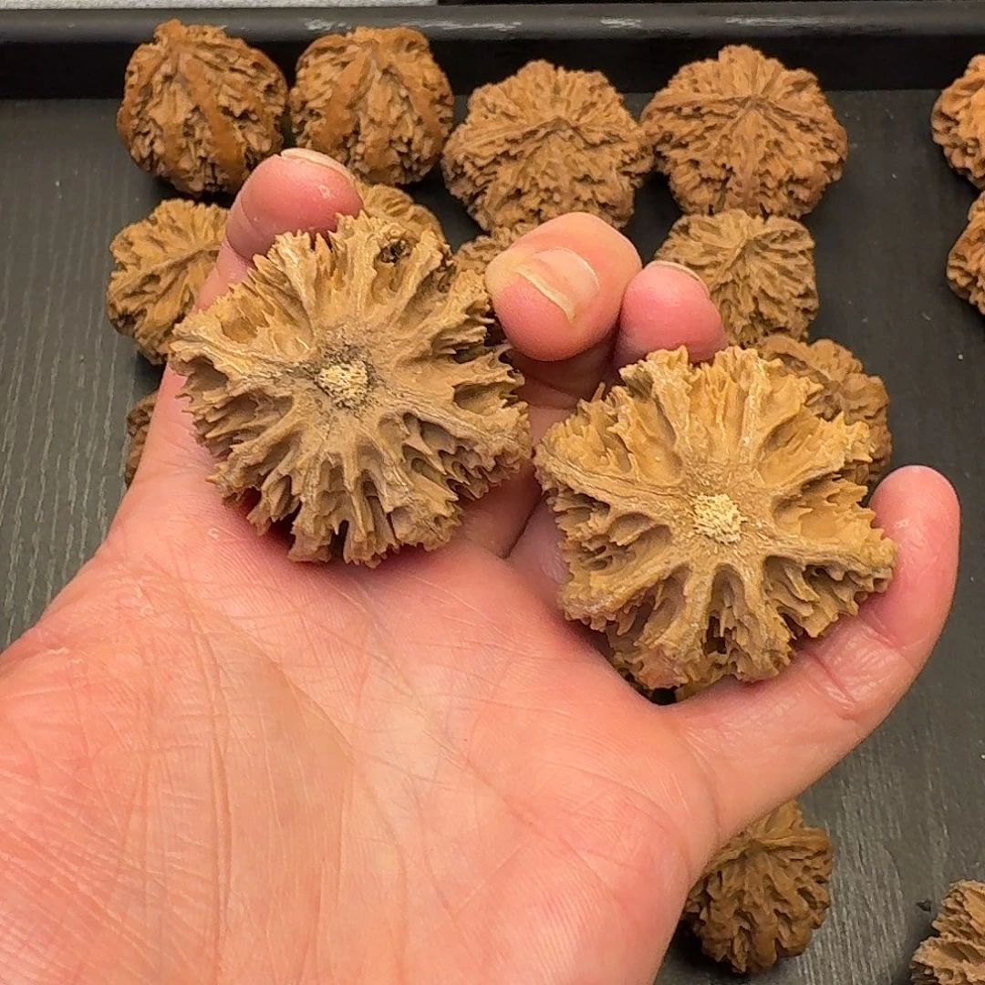 耀***的核桃突突突突突突突突突